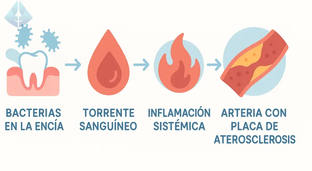 Cómo se Conectan las Encías y el Corazón
